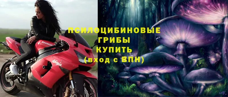 купить наркотик  блэк спрут онион  Псилоцибиновые грибы MAGIC MUSHROOMS  Пучеж 